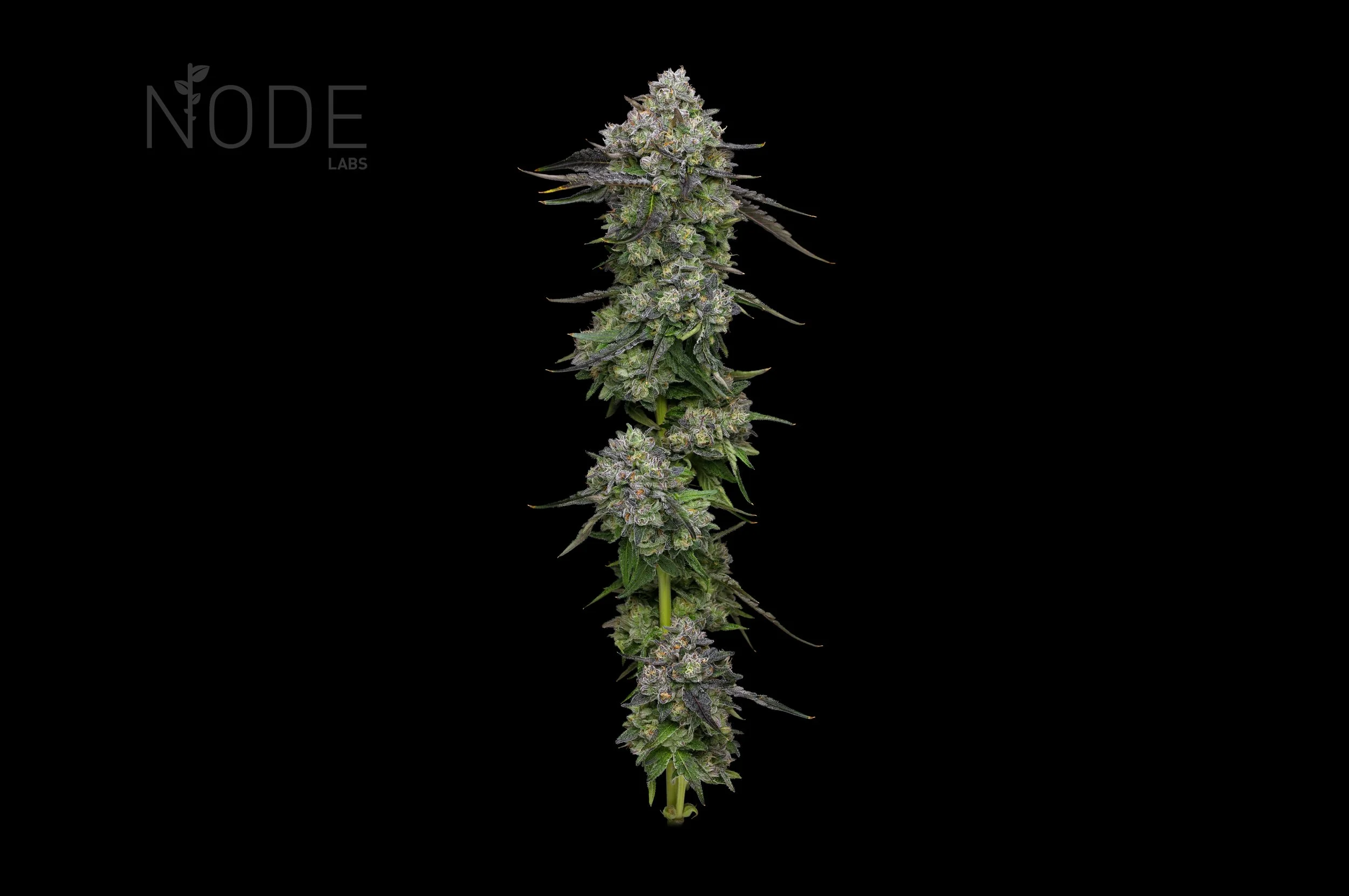 KINGS JAPAN×JOKERD Prime 1 Studio PMDCNB-02: Sengoku Joker Batman Ninja Statue